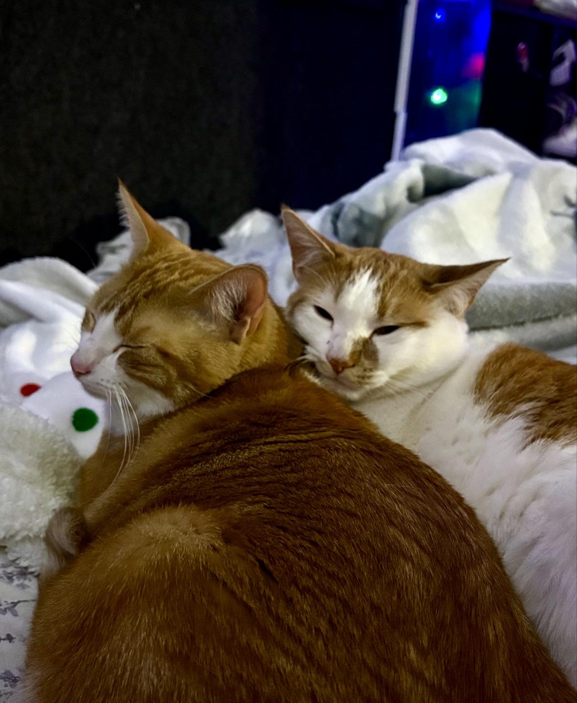 zzCOURTESY LISTING for Kayla and Neela, a Adoptable Domestic Short Hair in New Rochelle, NY image 2/3