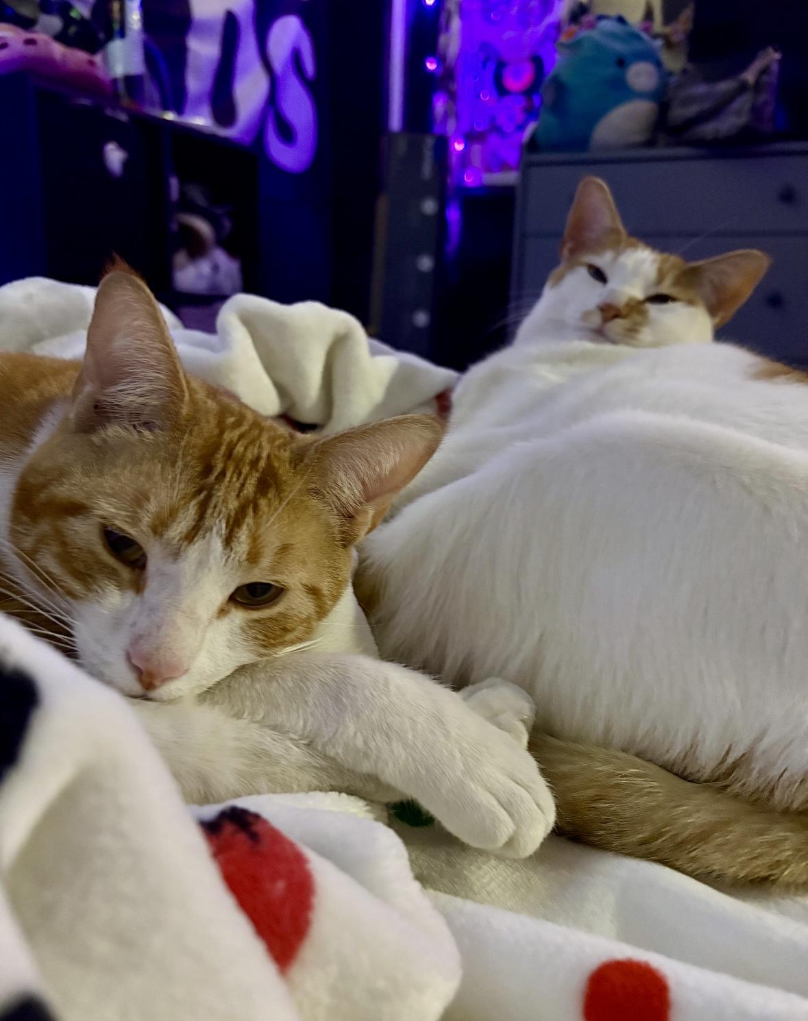 zzCOURTESY LISTING for Kayla and Neela, a Adoptable Domestic Short Hair in New Rochelle, NY image 3/3