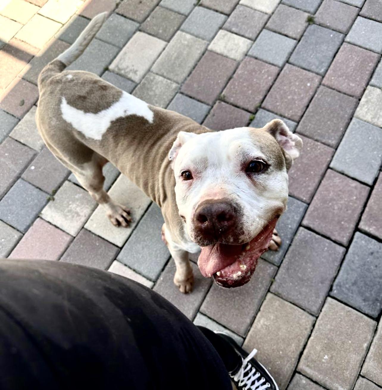 Betty, Adoptable, Senior Female English Bulldog.