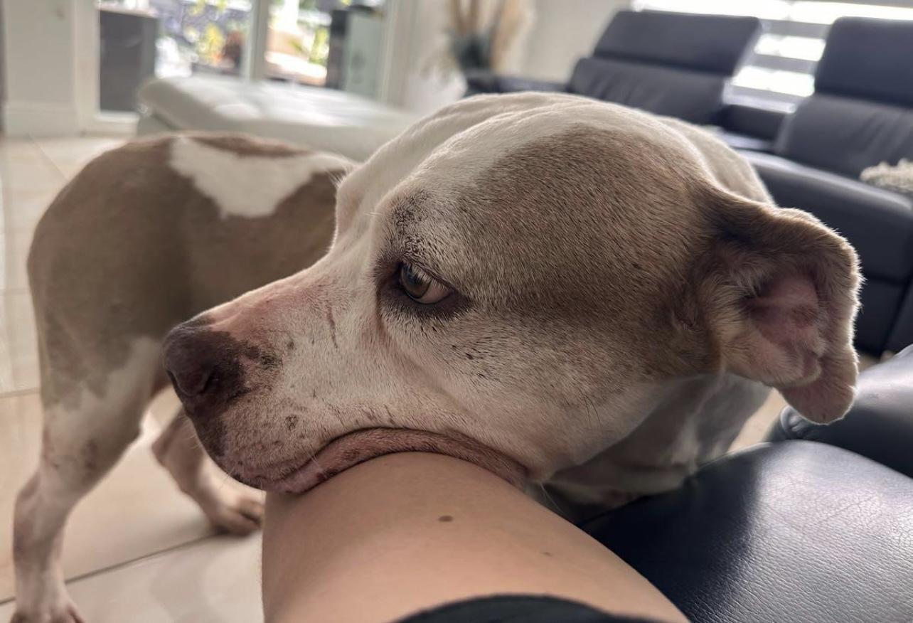 Enlarge Betty, a Adoptable mixed breed in Coconut Creek, FL image 2/3