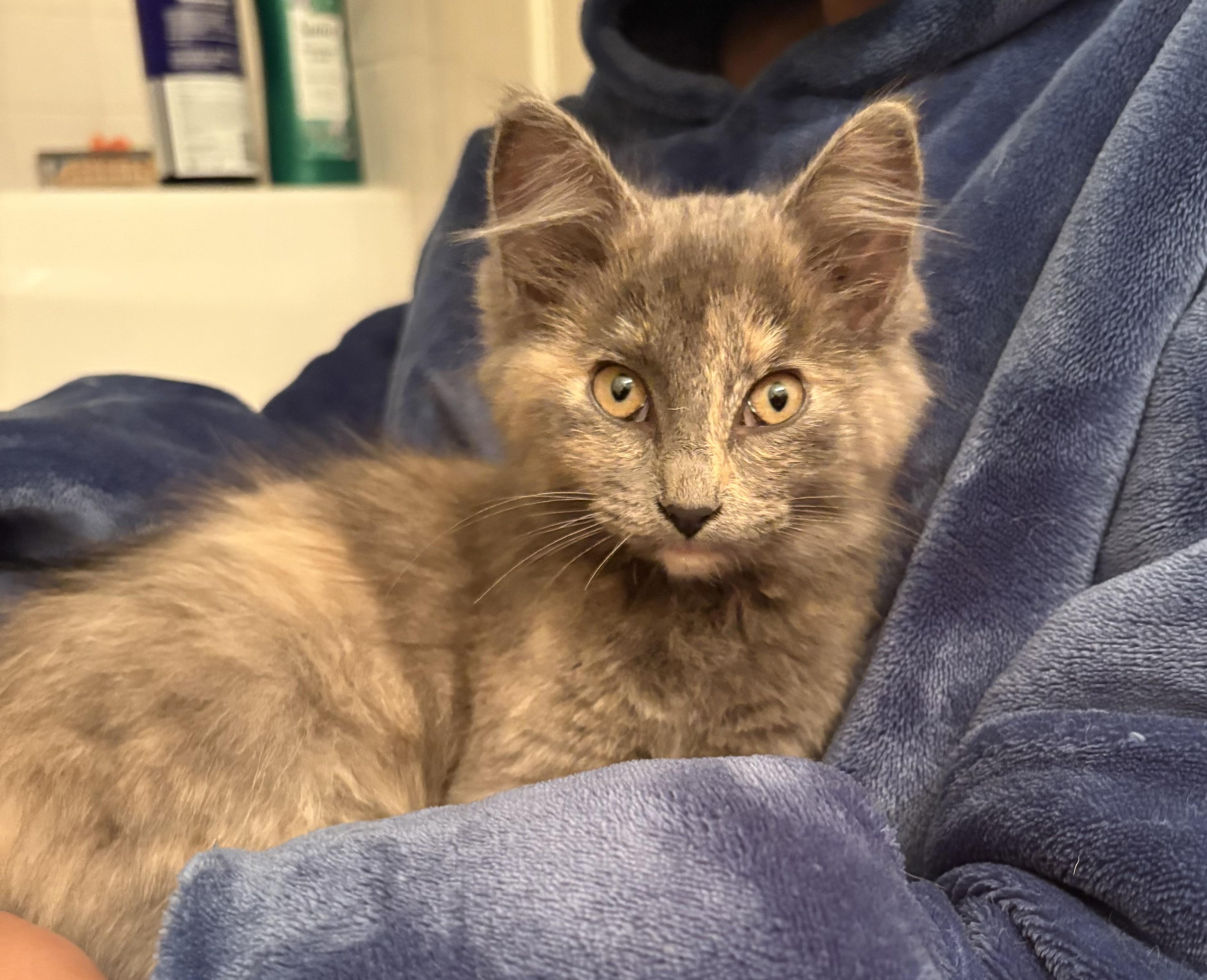 Enlarge Aurora, a Adopted Domestic Medium Hair in Davis, CA image 1/4