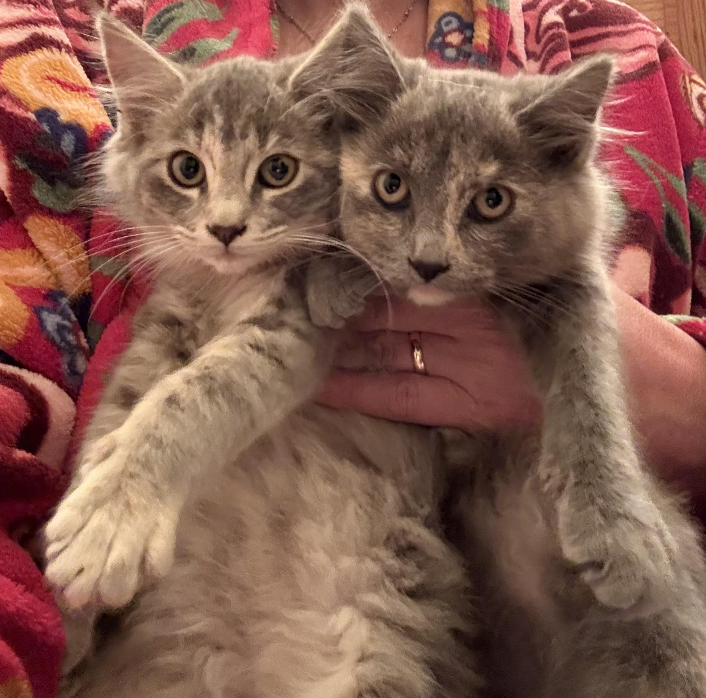 Enlarge Aurora, a Adopted Domestic Medium Hair in Davis, CA image 3/4