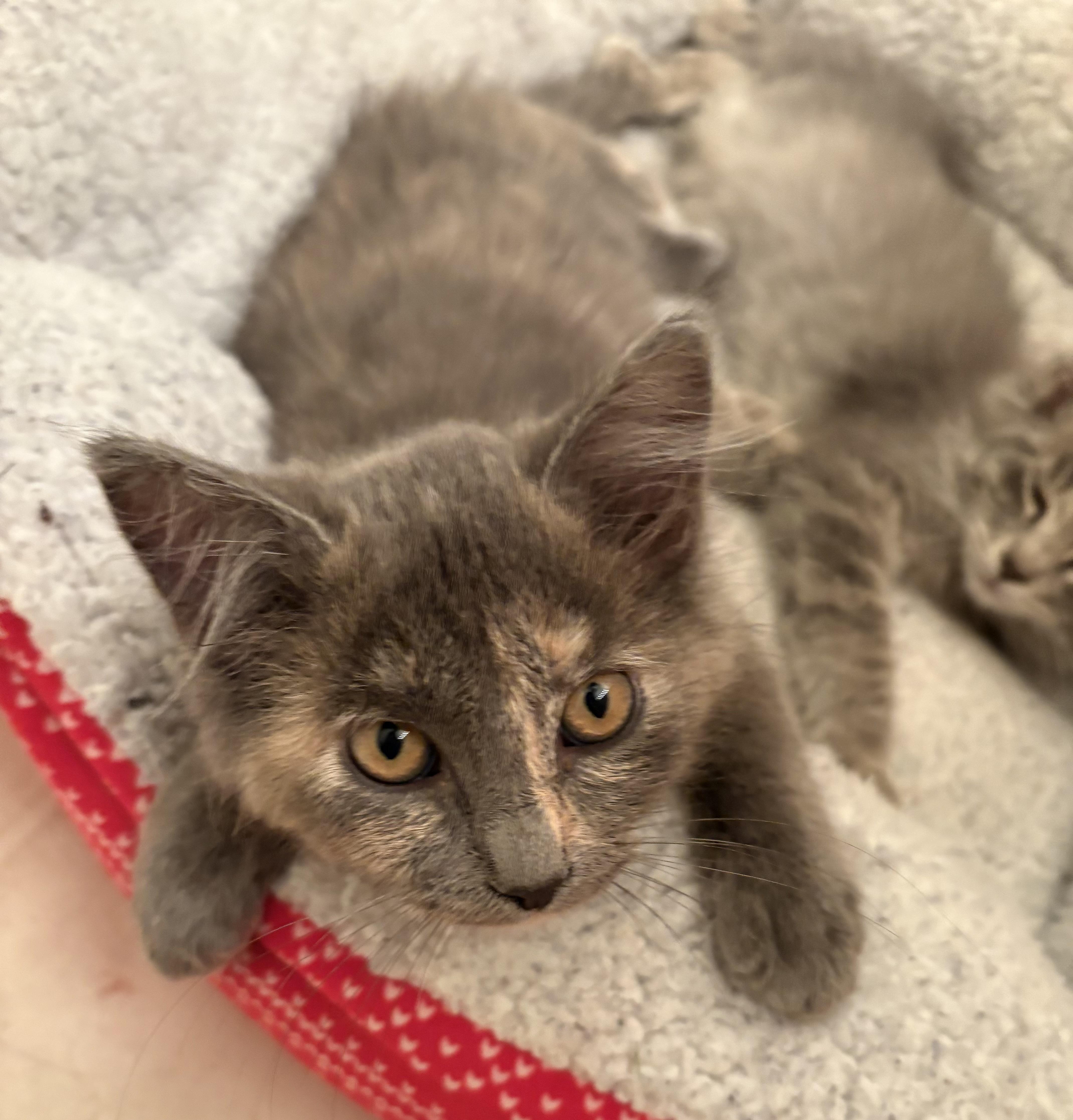 Enlarge Aurora, a Adopted Domestic Medium Hair in Davis, CA image 2/4