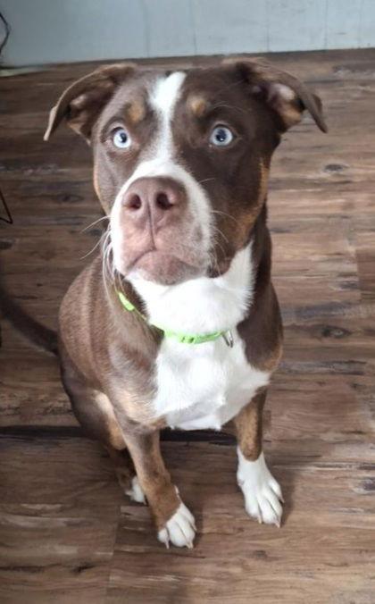 Chase (6967), Adopted, Young Male Pit Bull Terrier.