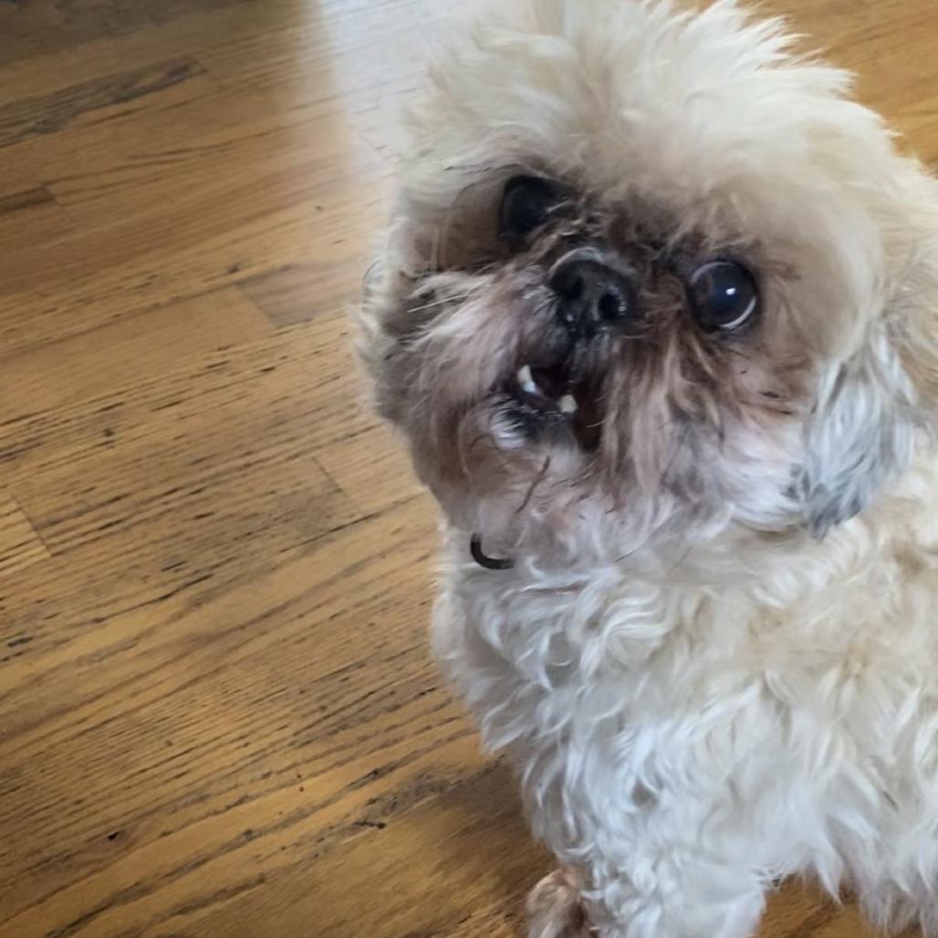 Maddie, Adoptable, Senior Female Shih Tzu.
