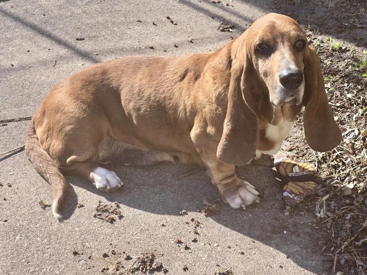Enlarge Dasiy, an adopted Basset Hound in St. Paul, MN image 1/1
