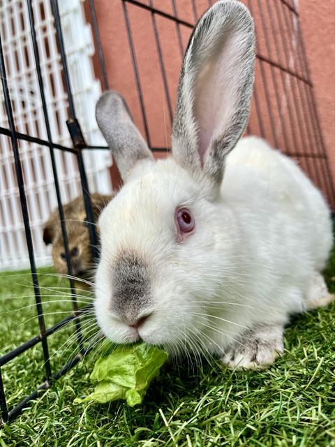 WADSWORTH, Adoptable, Young Male Bunny Rabbit.