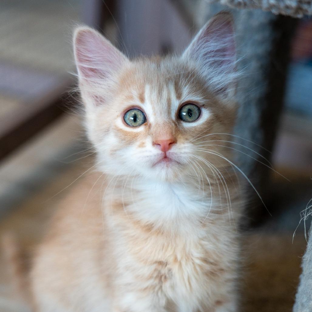 San Pedro, Adoptable, Kitten Male Domestic Long Hair.
