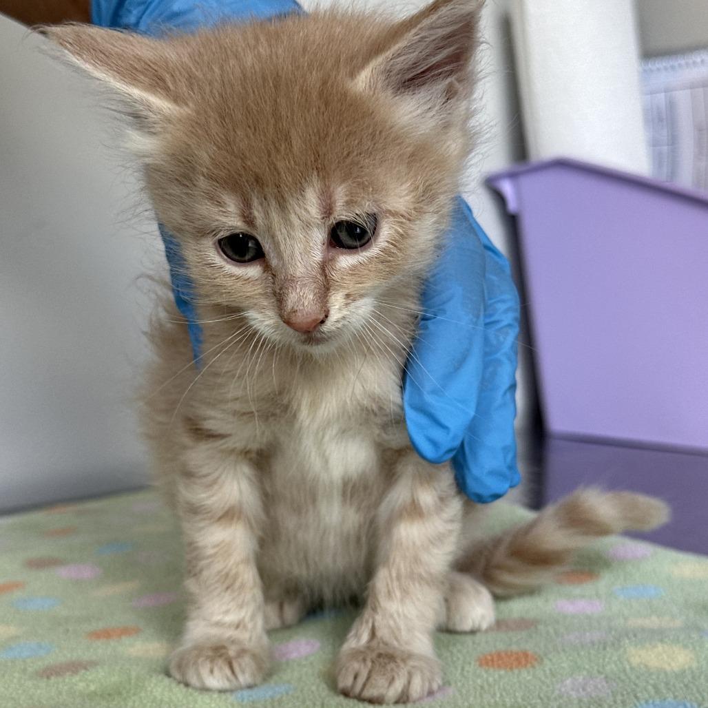 Enlarge San Pedro, a Adoptable Domestic Long Hair in Durango, CO image 2/4