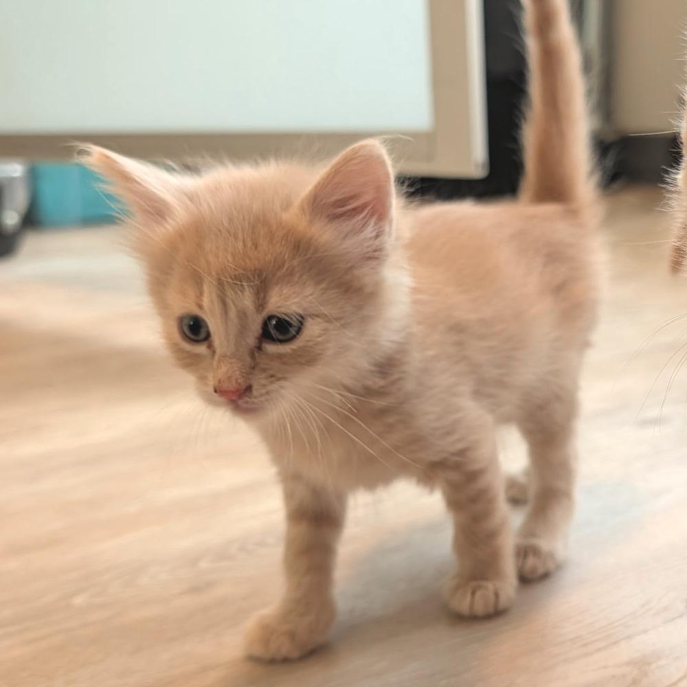 Enlarge San Pedro, a Adoptable Domestic Long Hair in Durango, CO image 3/4
