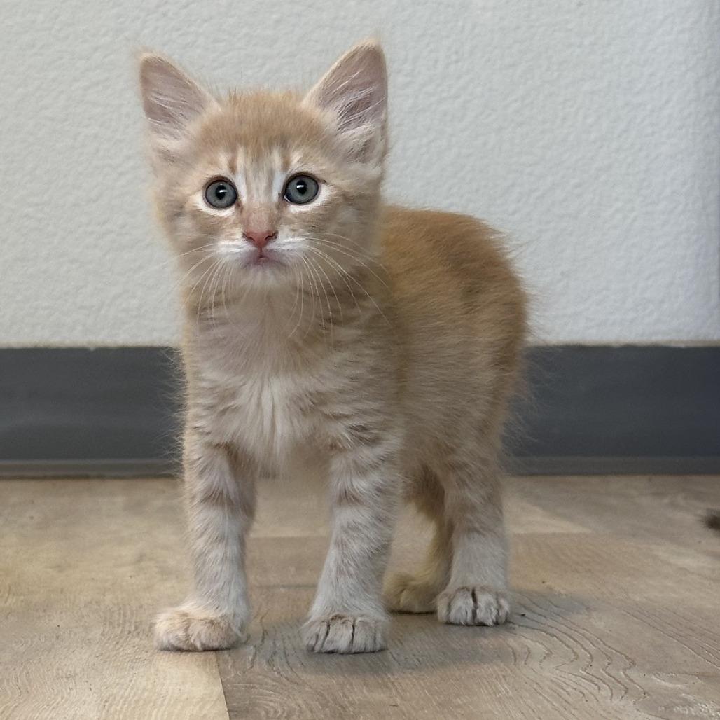 Enlarge San Pedro, a Adoptable Domestic Long Hair in Durango, CO image 4/4