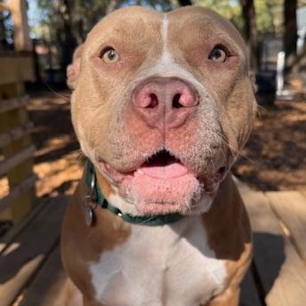Juliet, a ADOPTABLE Mixed Breed in Charleston, SC image 4/6