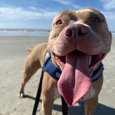 Juliet, a ADOPTABLE Mixed Breed in Charleston, SC image 5/6