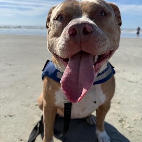 Juliet, ADOPTABLE, Adult Female Mixed Breed.