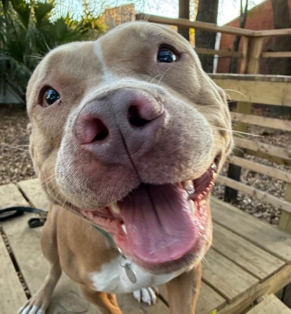 Juliet, a ADOPTABLE Mixed Breed in Charleston, SC image 2/6