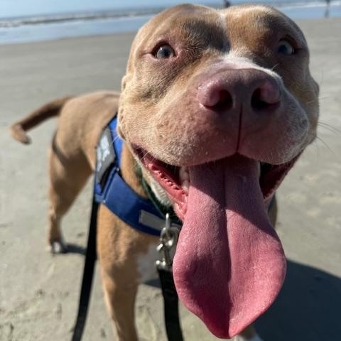 Juliet, a ADOPTABLE Mixed Breed in Charleston, SC image 6/6