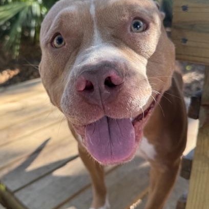 Juliet, a ADOPTABLE Mixed Breed in Charleston, SC image 3/6