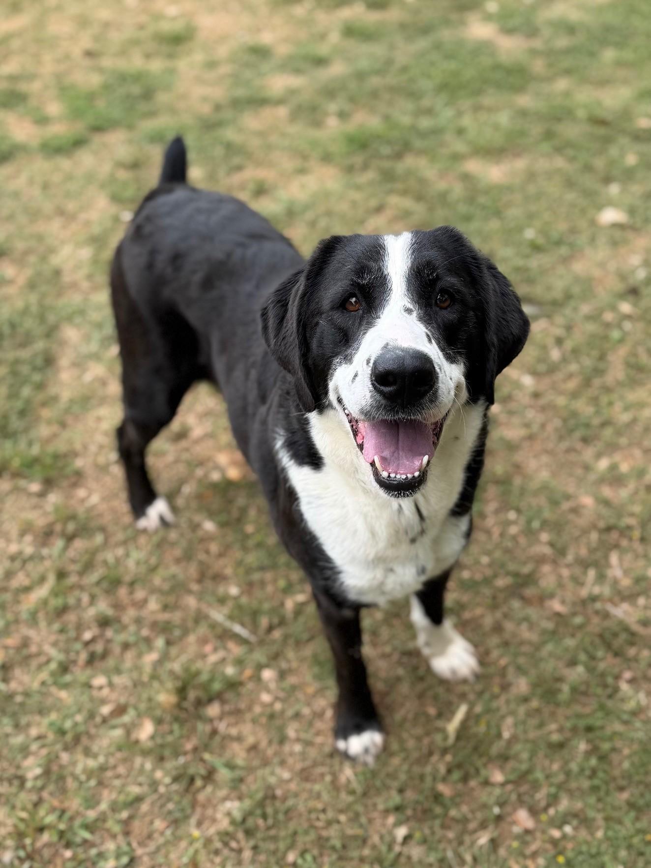 Enlarge Bailey, a ADOPTABLE mixed breed in Summerdale, AL image 1/1