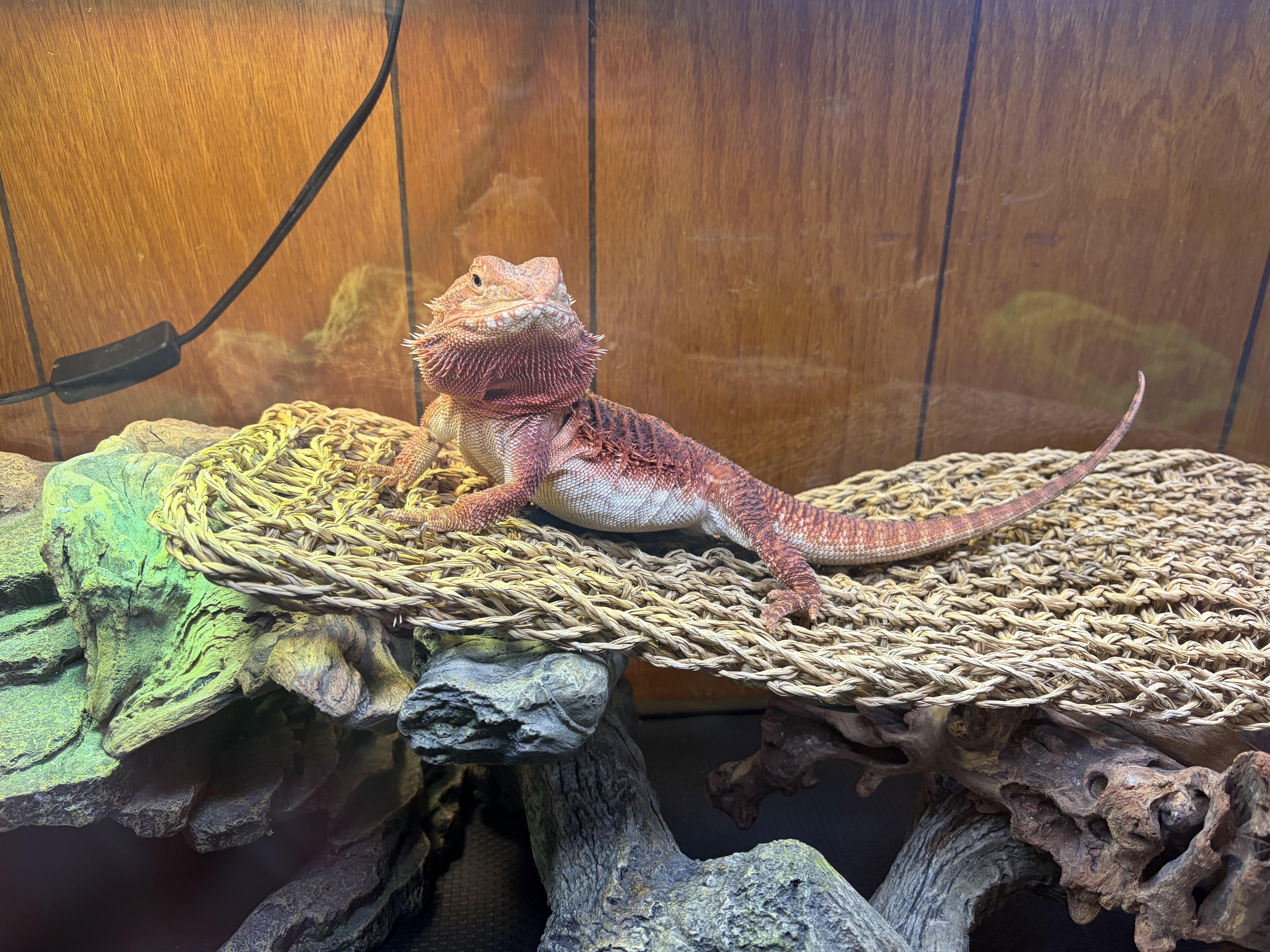 Enlarge Nicolai: video!!, an adopted Bearded Dragon in Edinburg, PA image 2/6