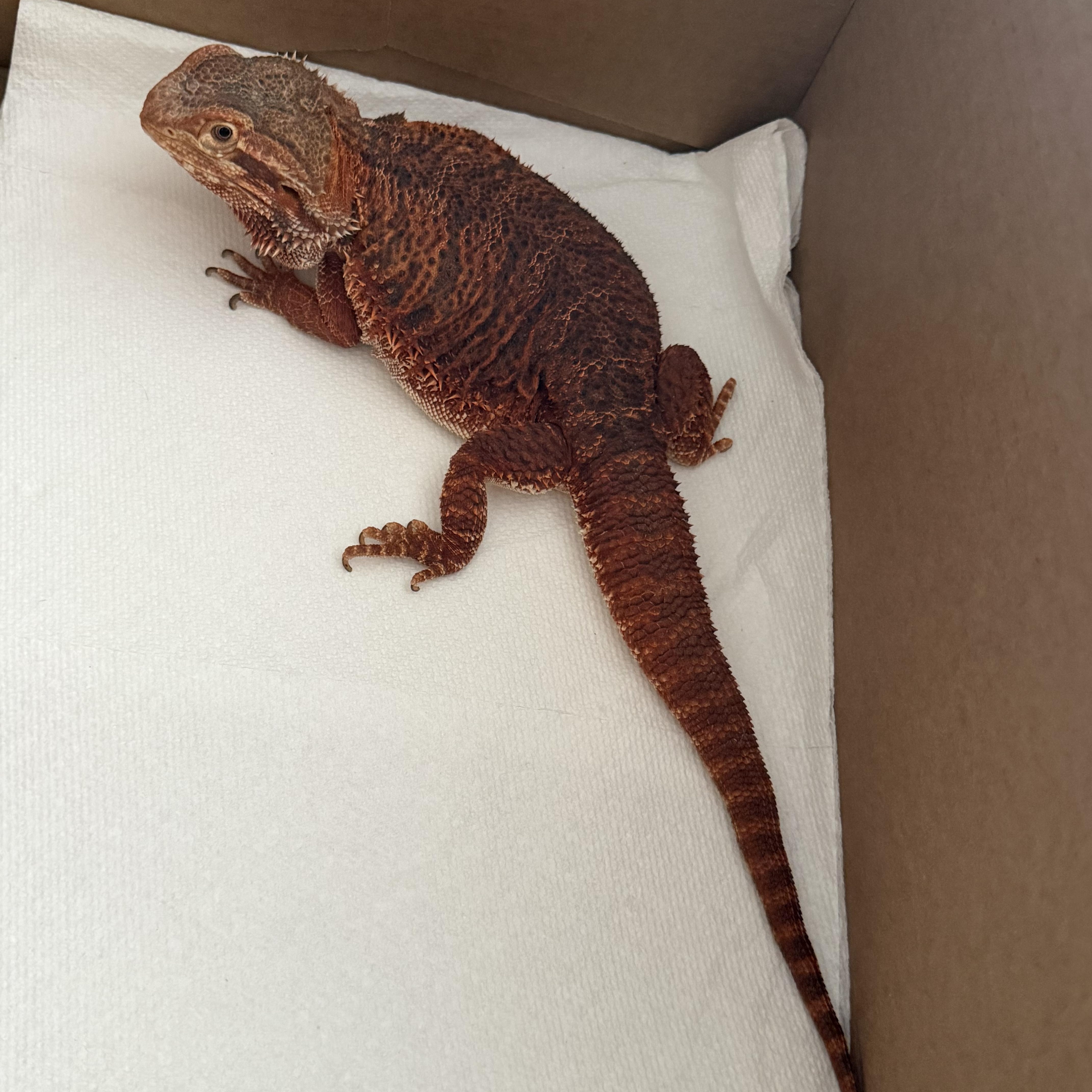Enlarge Nicolai: video!!, an adopted Bearded Dragon in Edinburg, PA image 3/6
