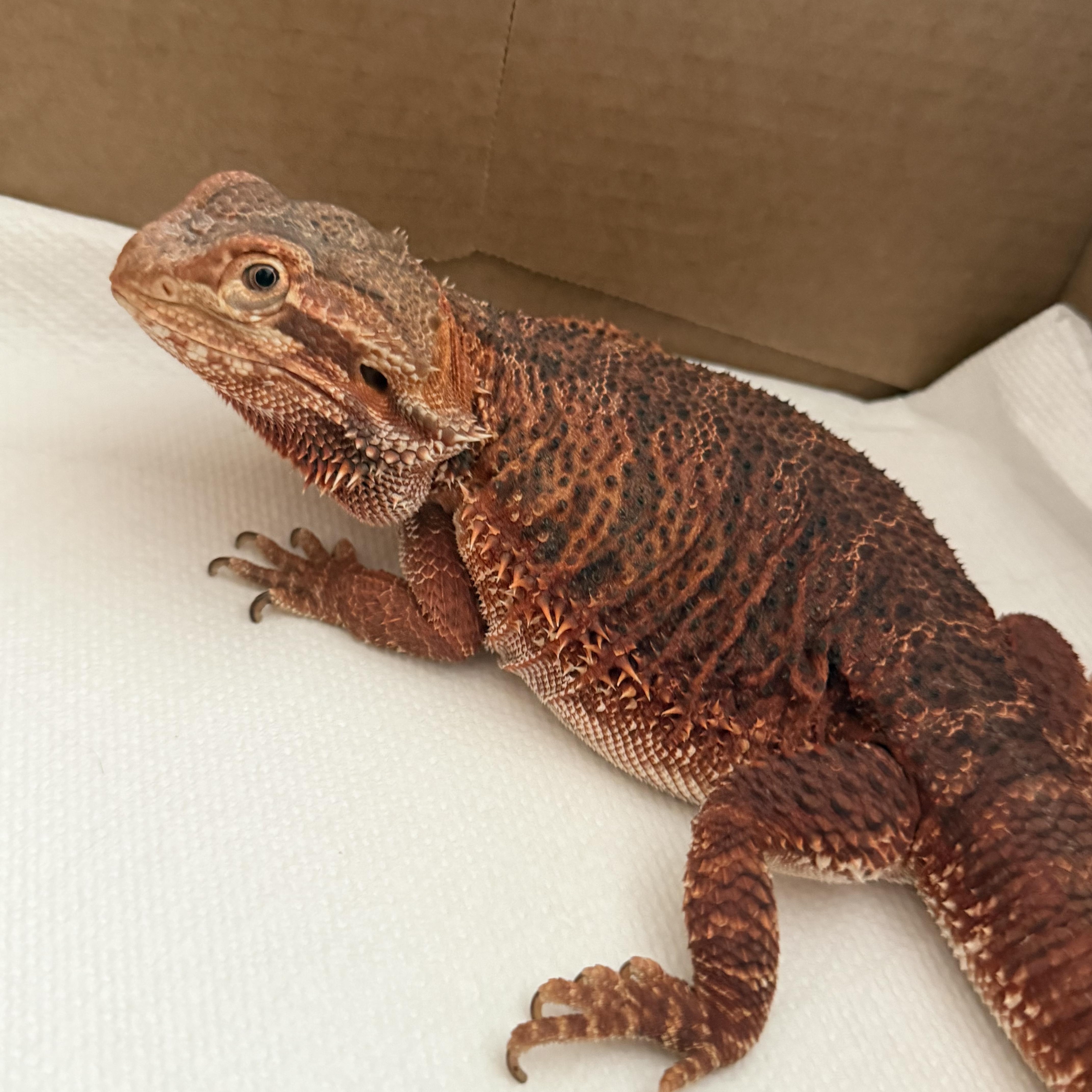 Enlarge Nicolai: video!!, an adopted Bearded Dragon in Edinburg, PA image 4/6