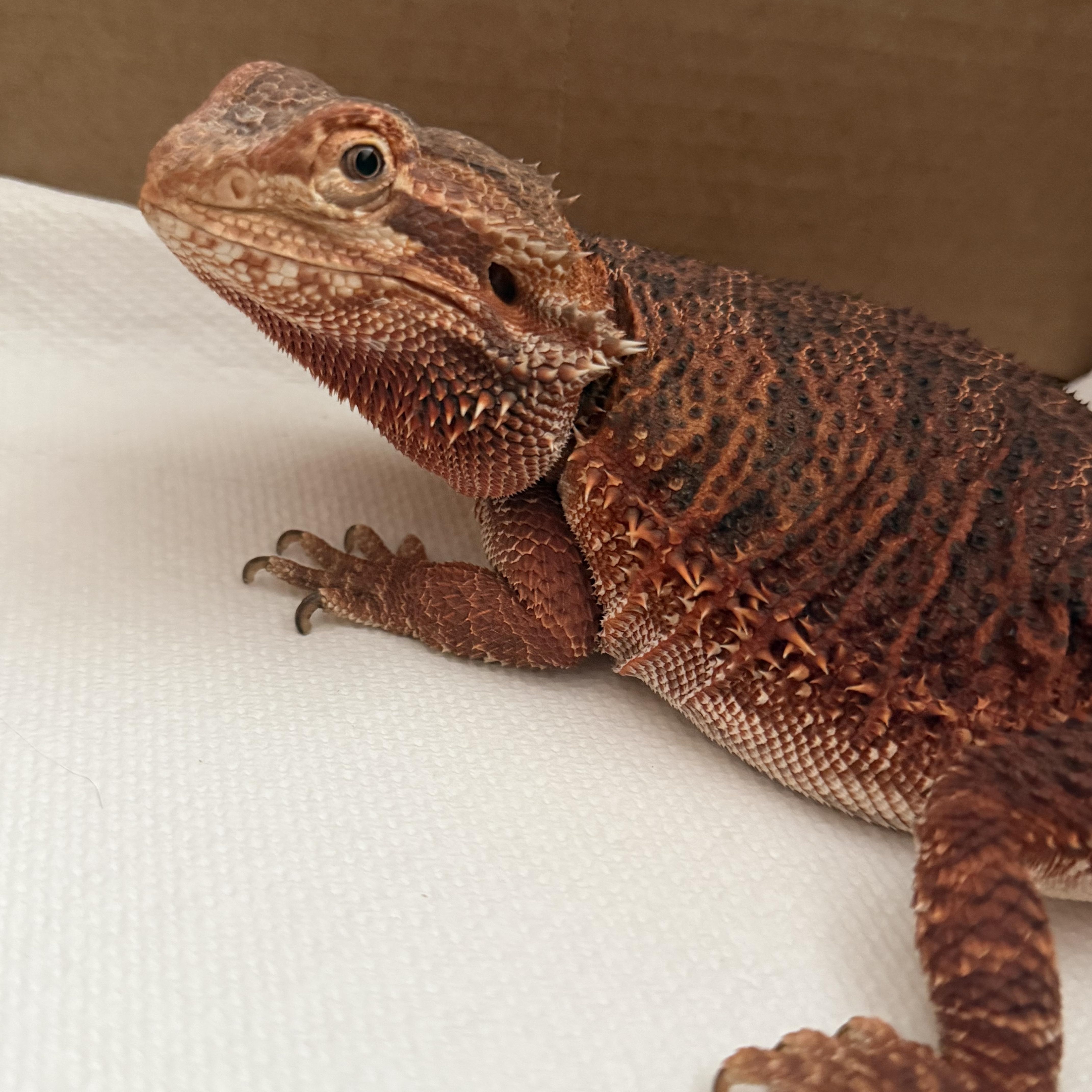 Enlarge Nicolai: video!!, an adopted Bearded Dragon in Edinburg, PA image 5/6