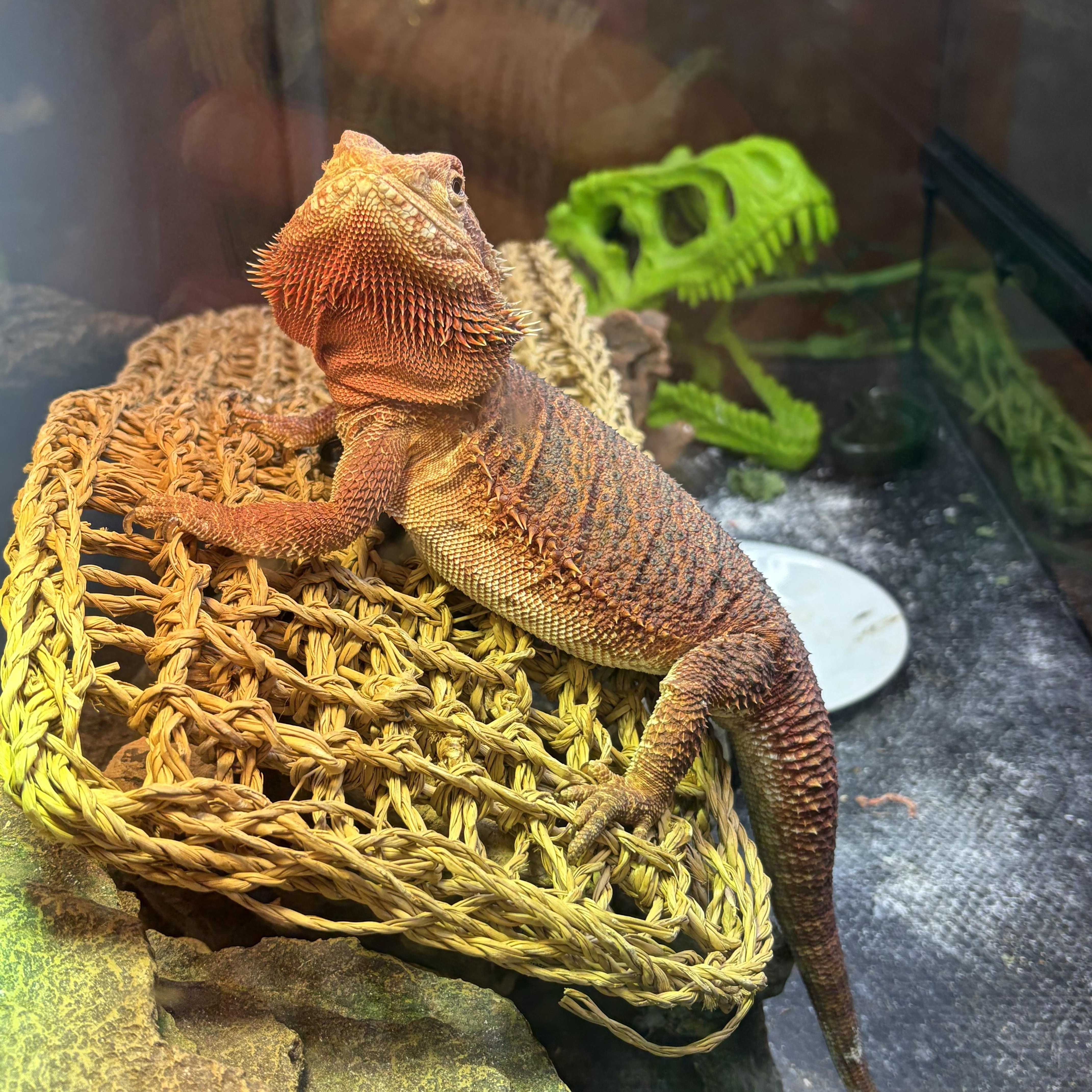 Nicolai: video!!, adopted, Adult Male Bearded Dragon.