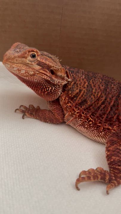 Enlarge Nicolai: video!!, an adopted Bearded Dragon in Edinburg, PA video 6/6