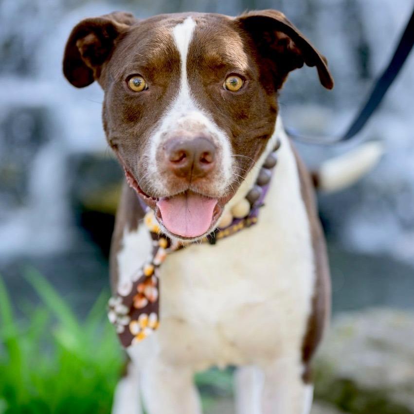 Enlarge Odin, a Adoptable mixed breed in Mooresville, IN image 1/5