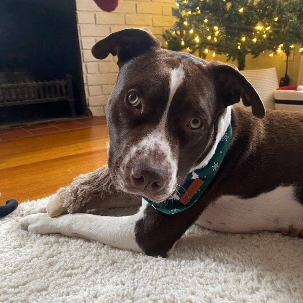 Enlarge Odin, a Adoptable mixed breed in Mooresville, IN image 2/5