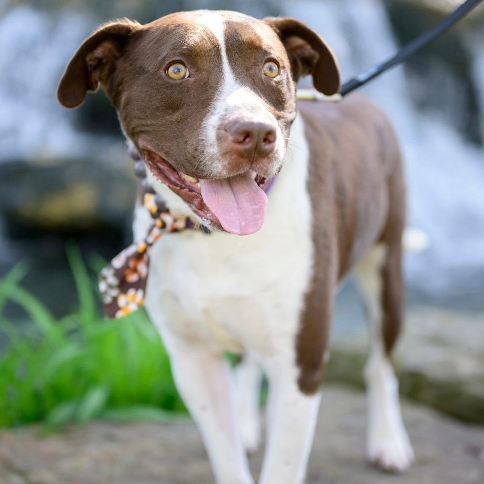 Enlarge Odin, a Adoptable mixed breed in Mooresville, IN image 3/5