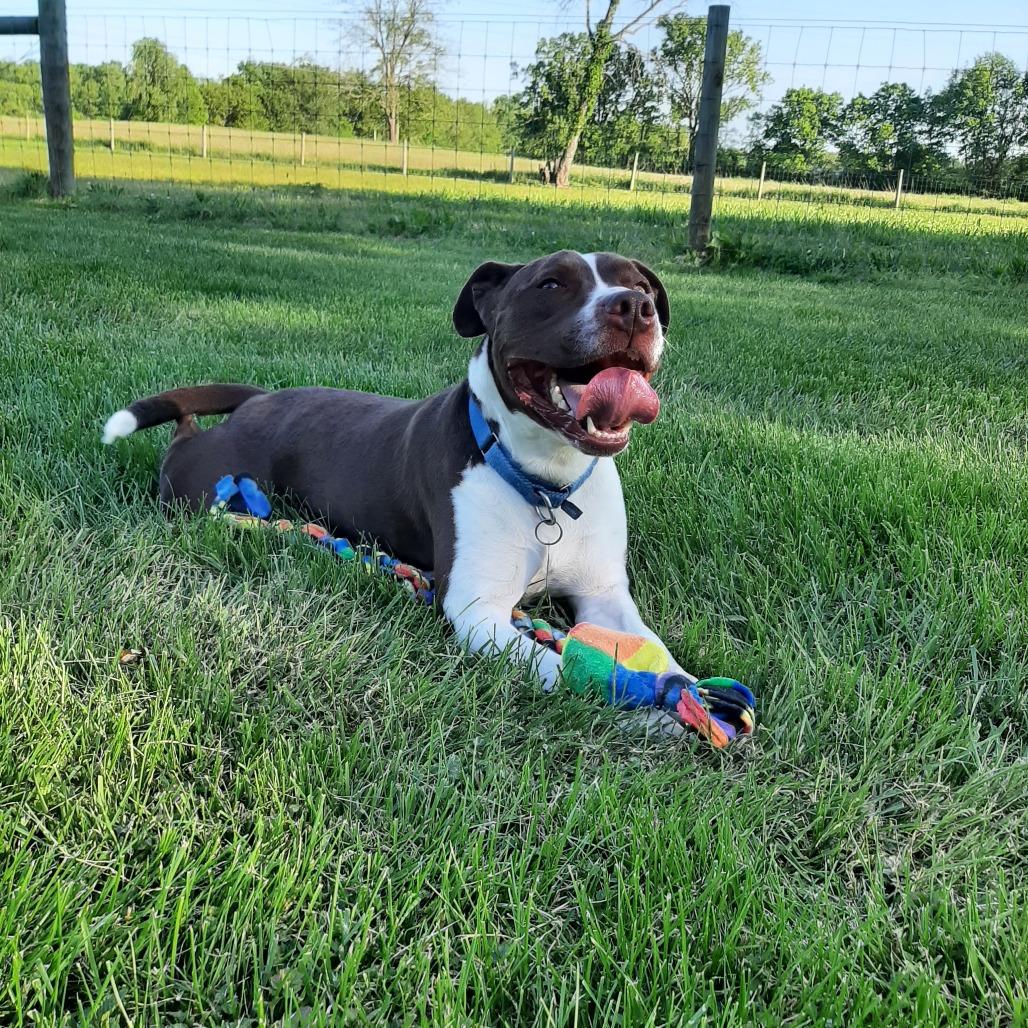 Odin, a Adoptable mixed breed in Mooresville, IN image 4/6