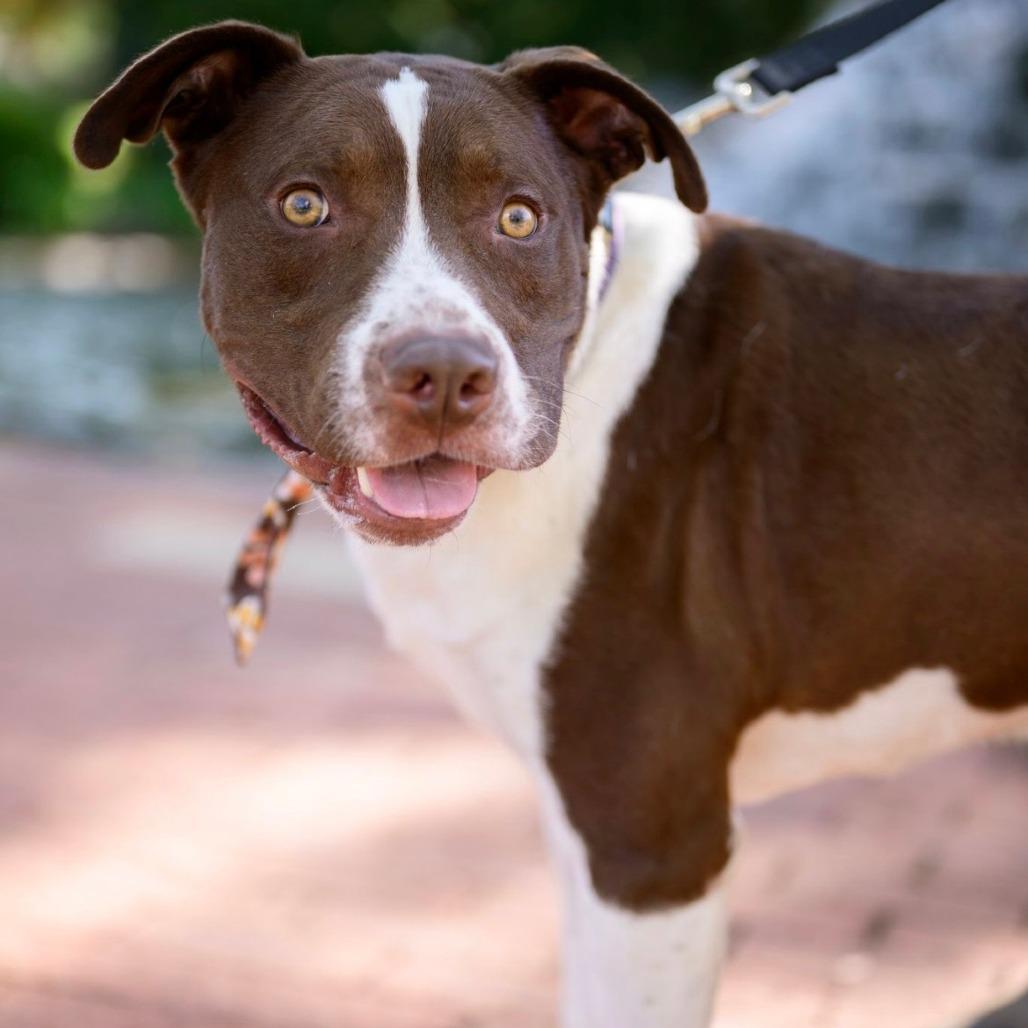 Enlarge Odin, a Adoptable mixed breed in Mooresville, IN image 4/5