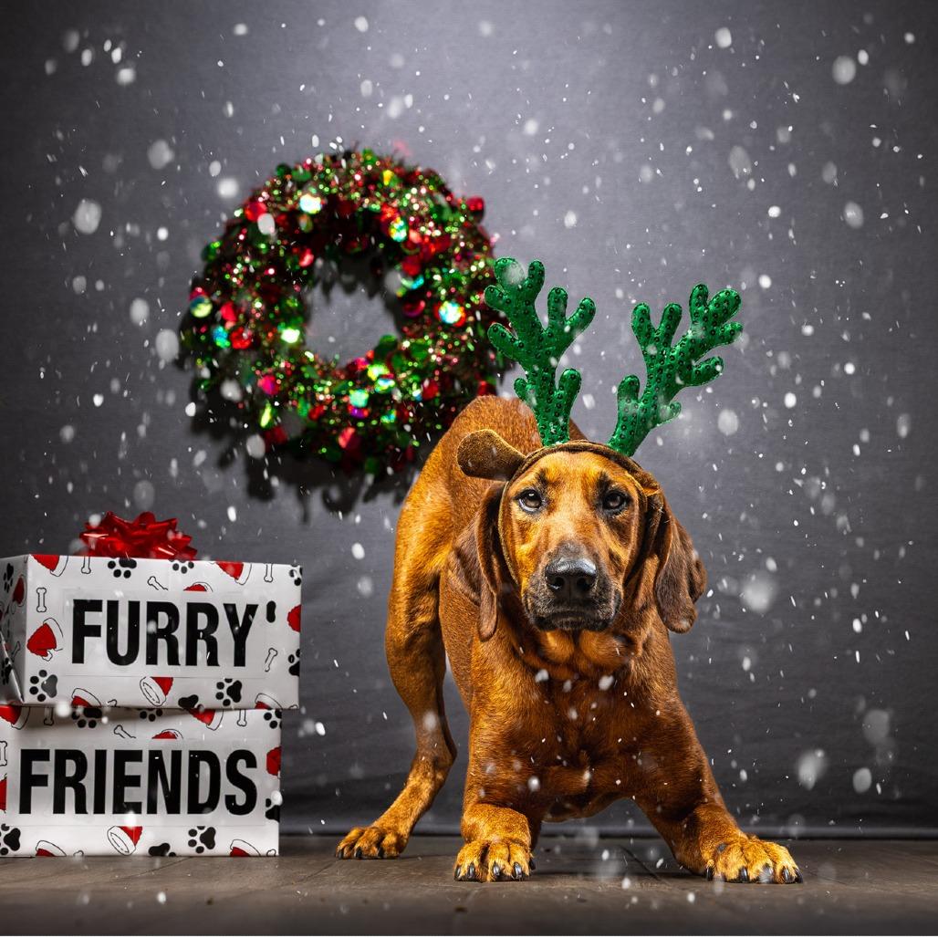 Red, Adoptable, Adult Male Redbone Coonhound.