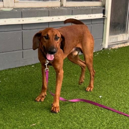 Enlarge Red, a Adoptable mixed breed in Jupiter, FL image 2/6