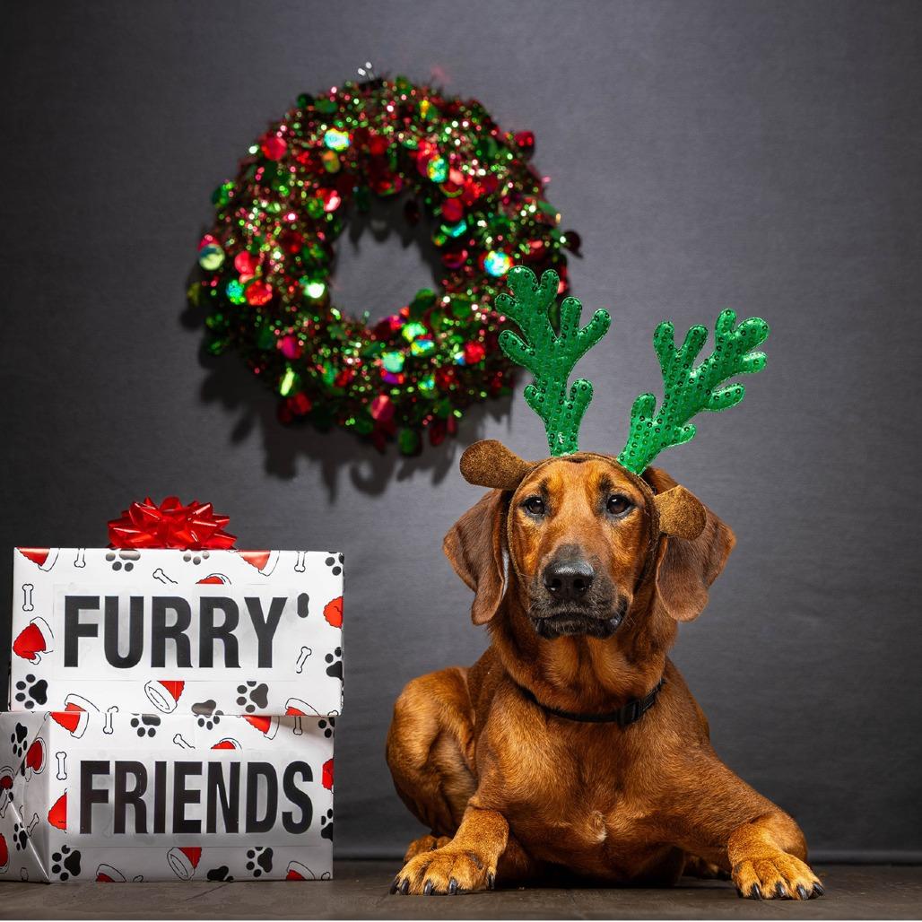 Enlarge Red, a Adoptable mixed breed in Jupiter, FL image 3/6