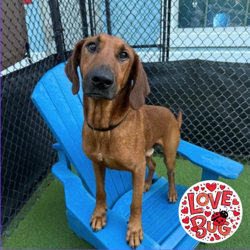 Enlarge Red, a Adoptable mixed breed in Jupiter, FL image 4/6