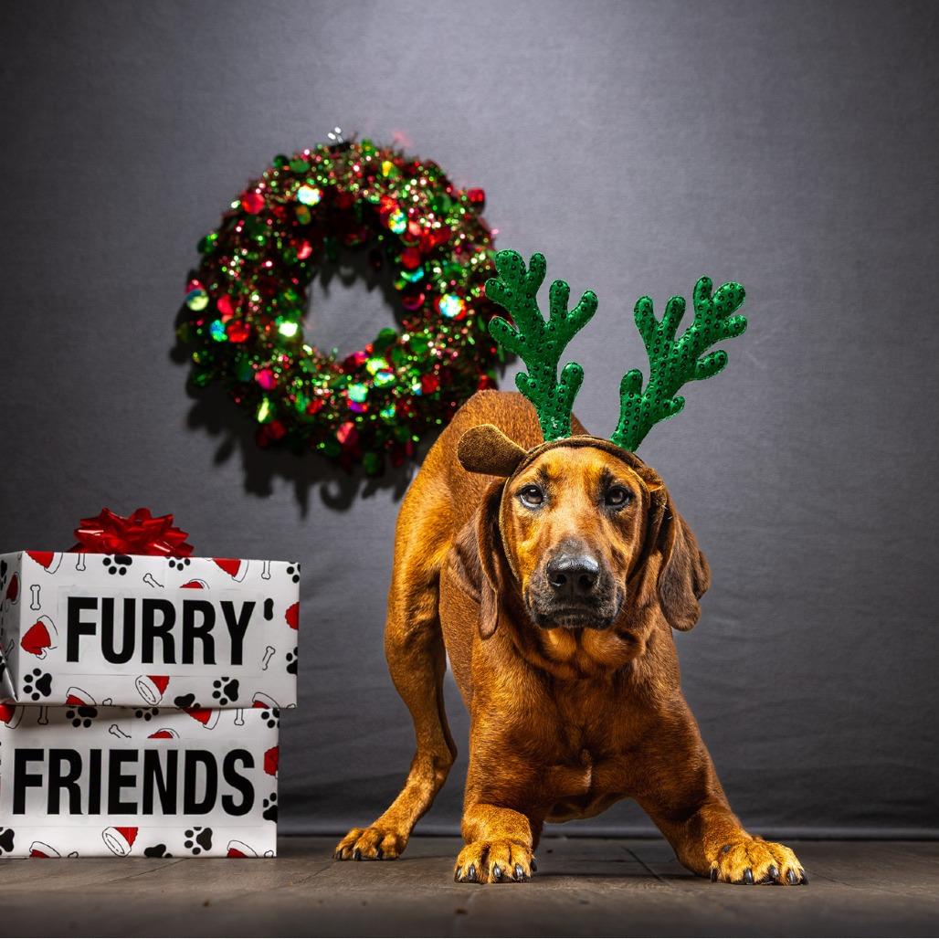 Enlarge Red, a Adoptable mixed breed in Jupiter, FL image 5/6