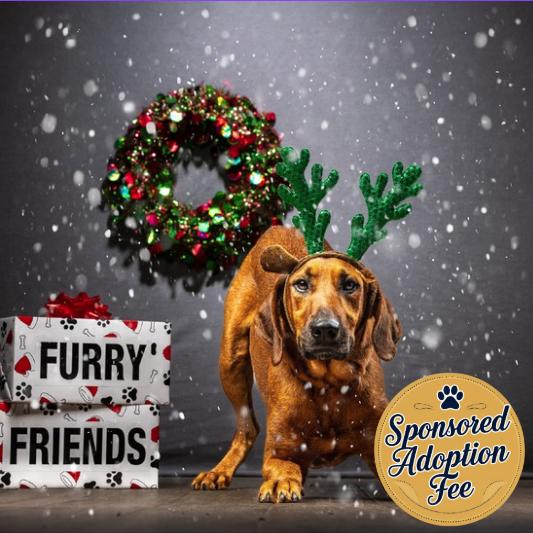 Enlarge Red, a Adoptable mixed breed in Jupiter, FL image 6/6