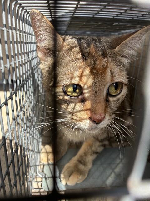 ALICE, Adoptable, Young Female Domestic Short Hair.