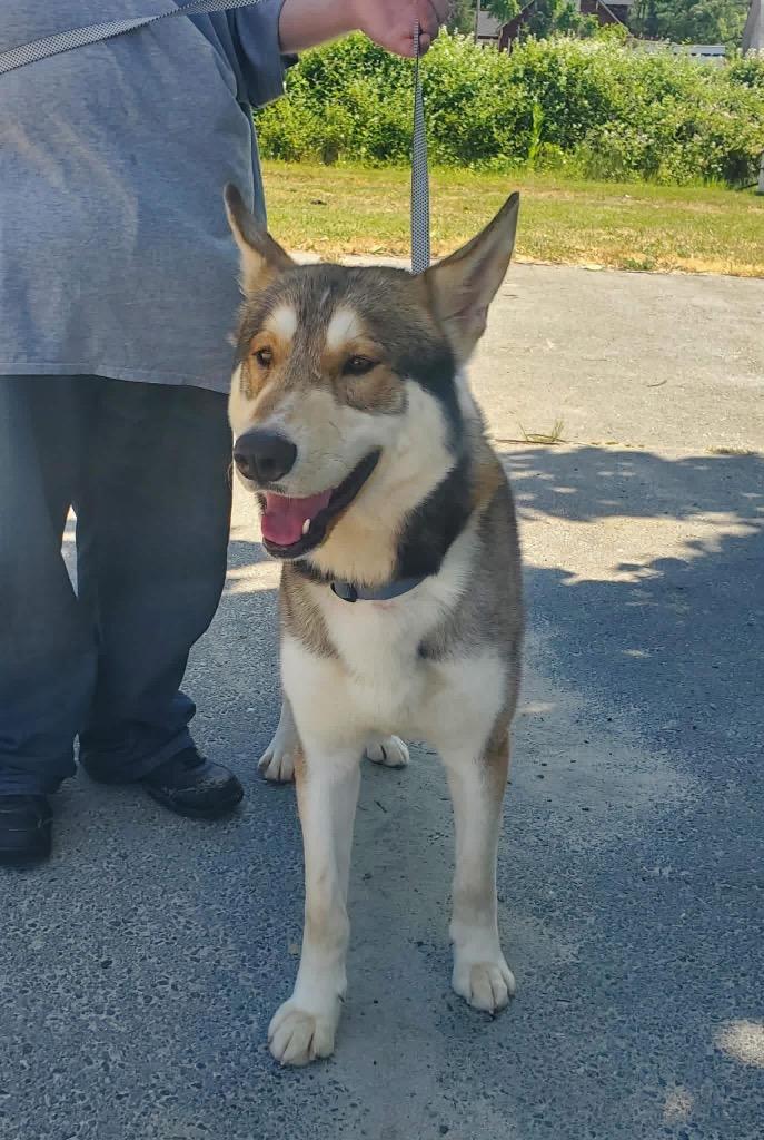 Valhalla, Adoptable, Young Male Husky.