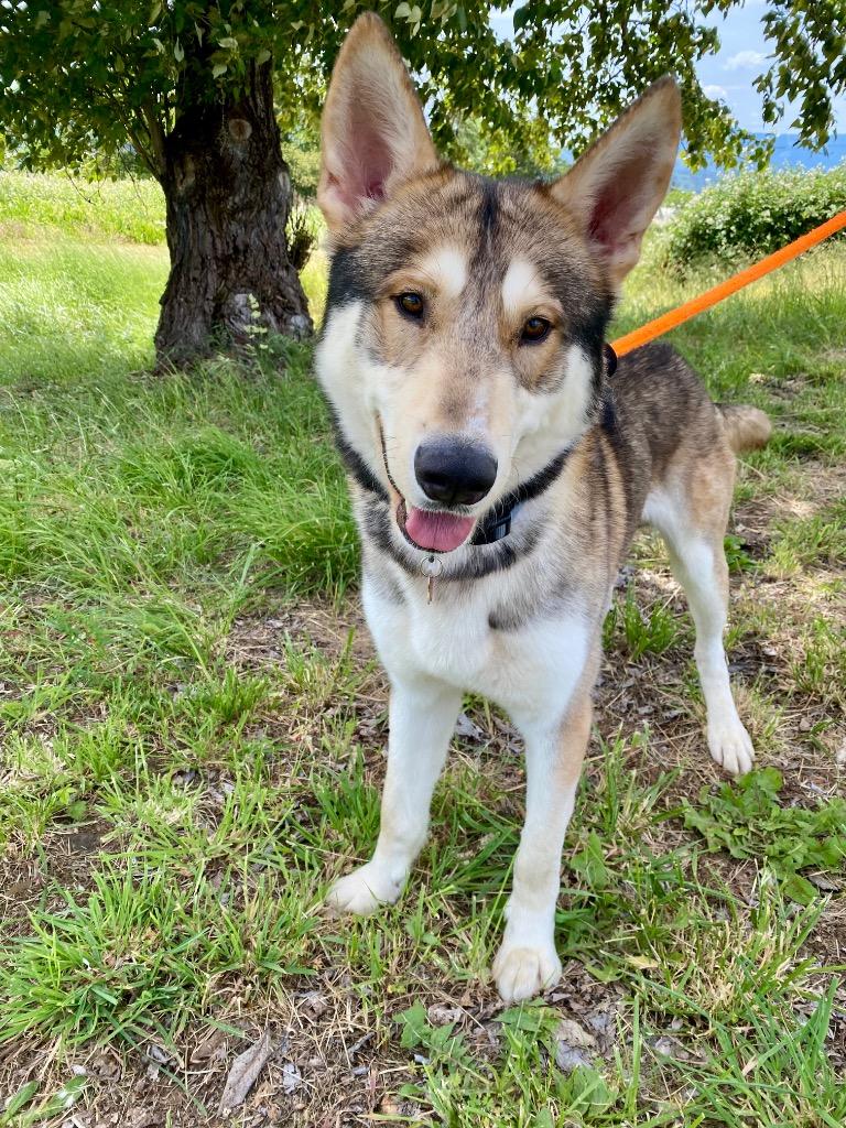 Valhalla, a Adoptable Husky in Grants Pass, OR image 2/6
