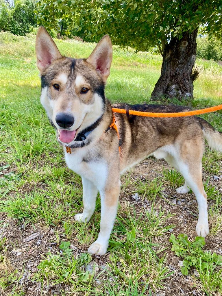 Valhalla, a Adoptable Husky in Grants Pass, OR image 3/6