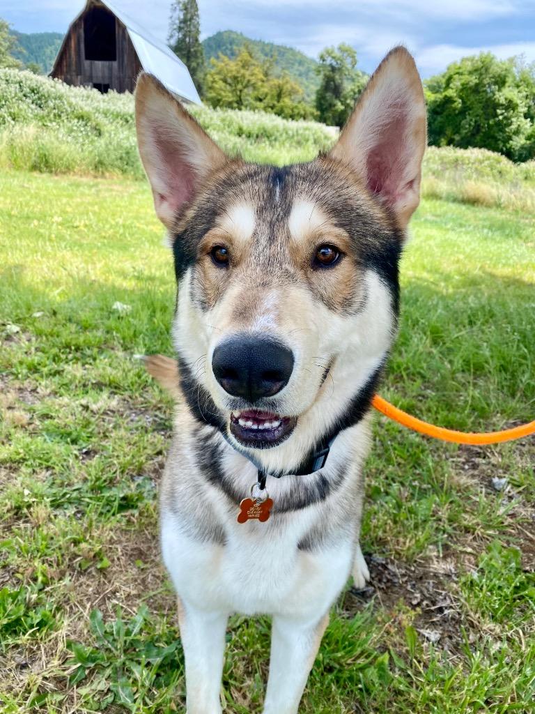 Valhalla, a Adoptable Husky in Grants Pass, OR image 4/6