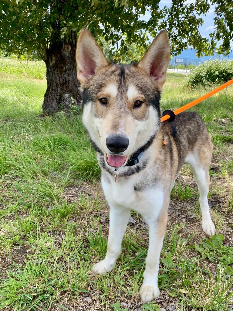 Valhalla, a Adoptable Husky in Grants Pass, OR image 5/6