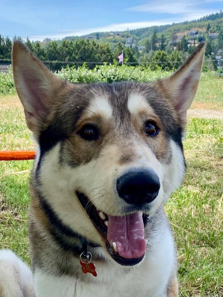 Valhalla, a Adoptable Husky in Grants Pass, OR image 6/6