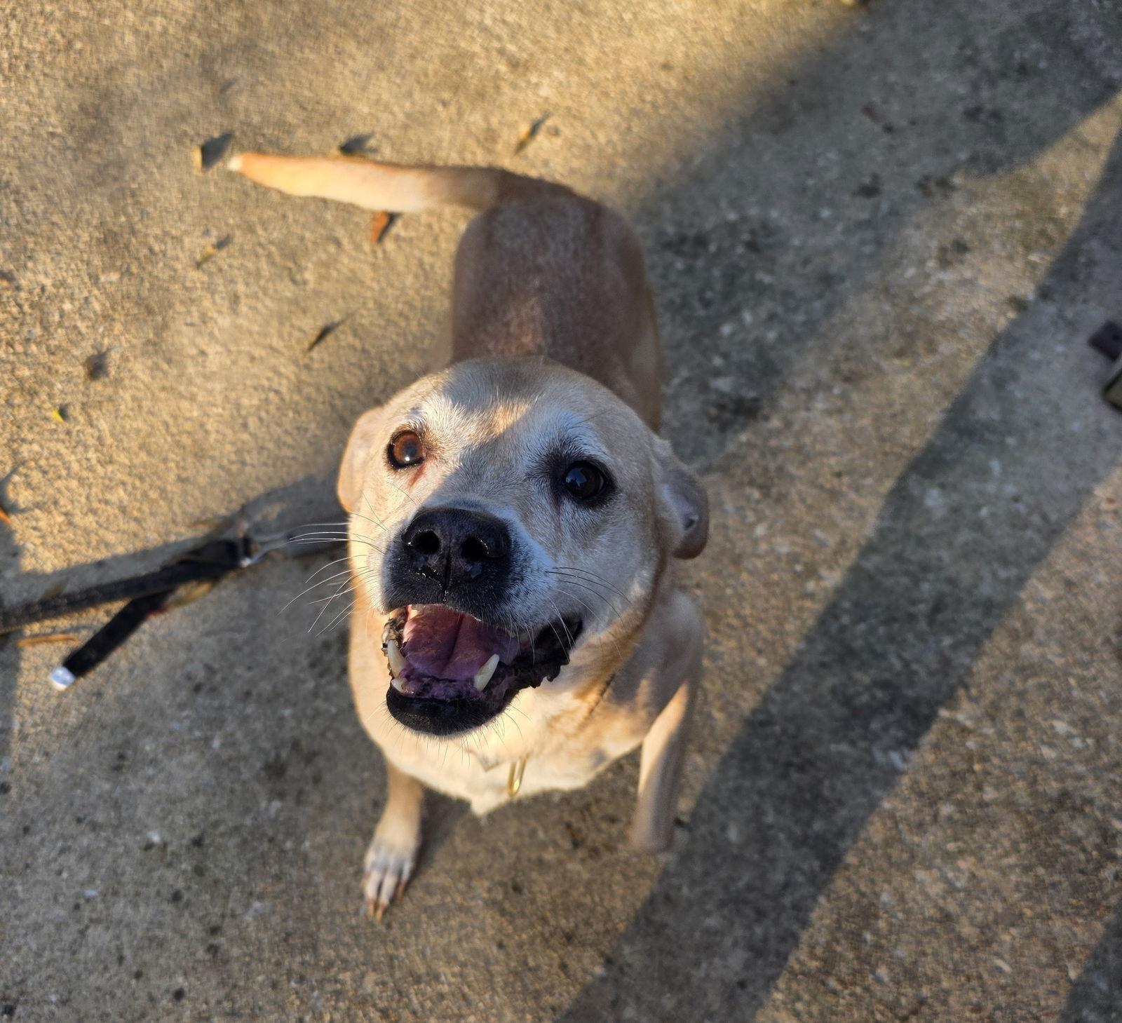 Enlarge Pheobie Haven, a Adoptable Terrier in Alpharetta, GA image 1/3
