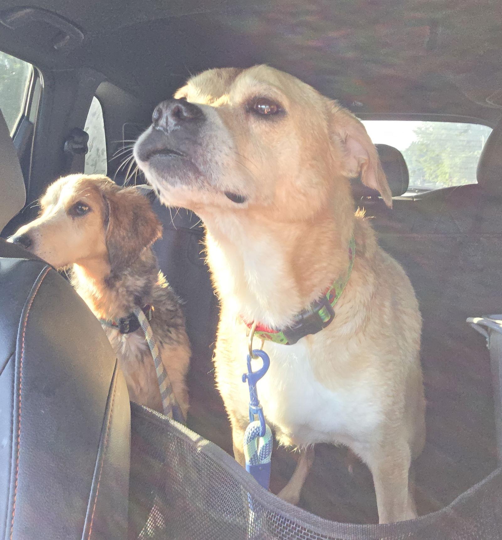 Pheobie Haven bonded with Maxus Haven — thumbnail 2