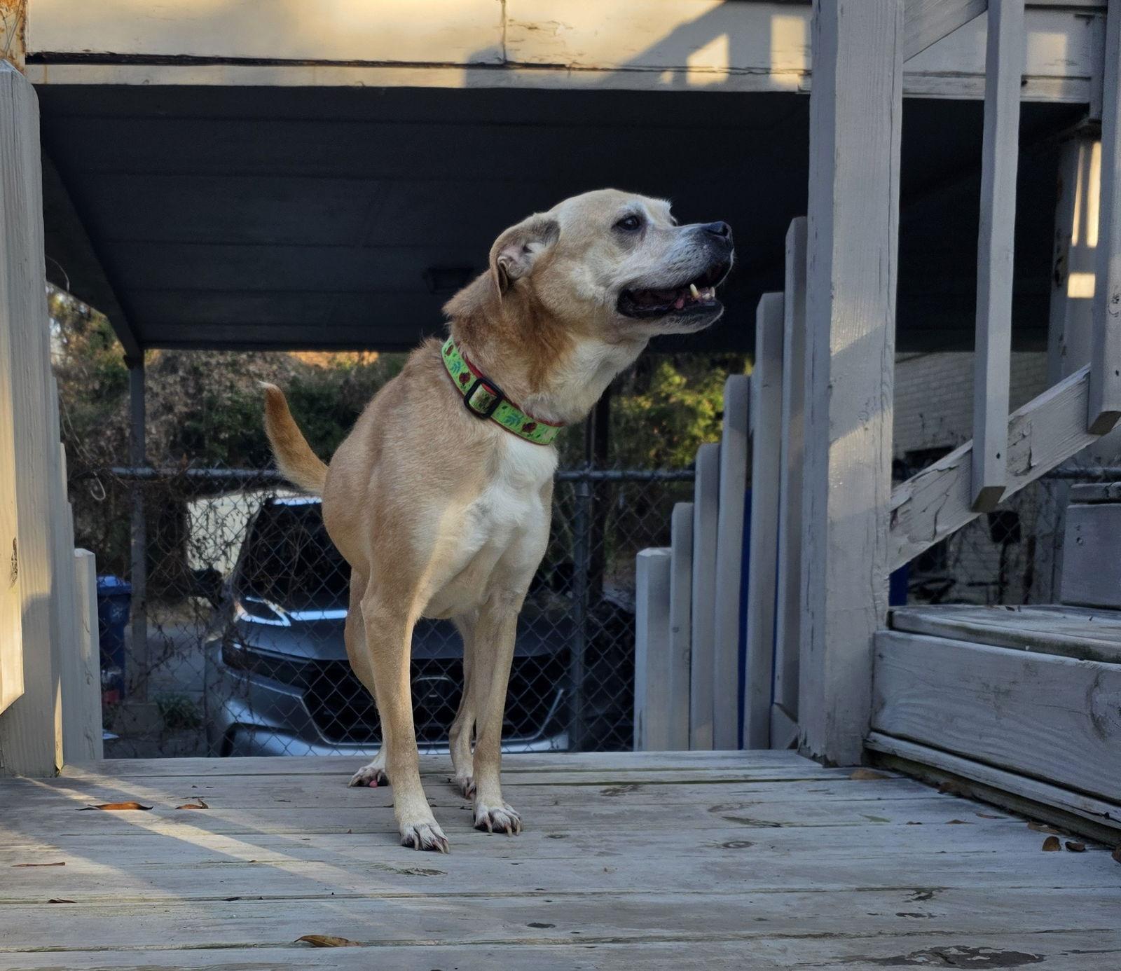 Enlarge Pheobie Haven, a Adoptable Terrier in Alpharetta, GA image 3/3
