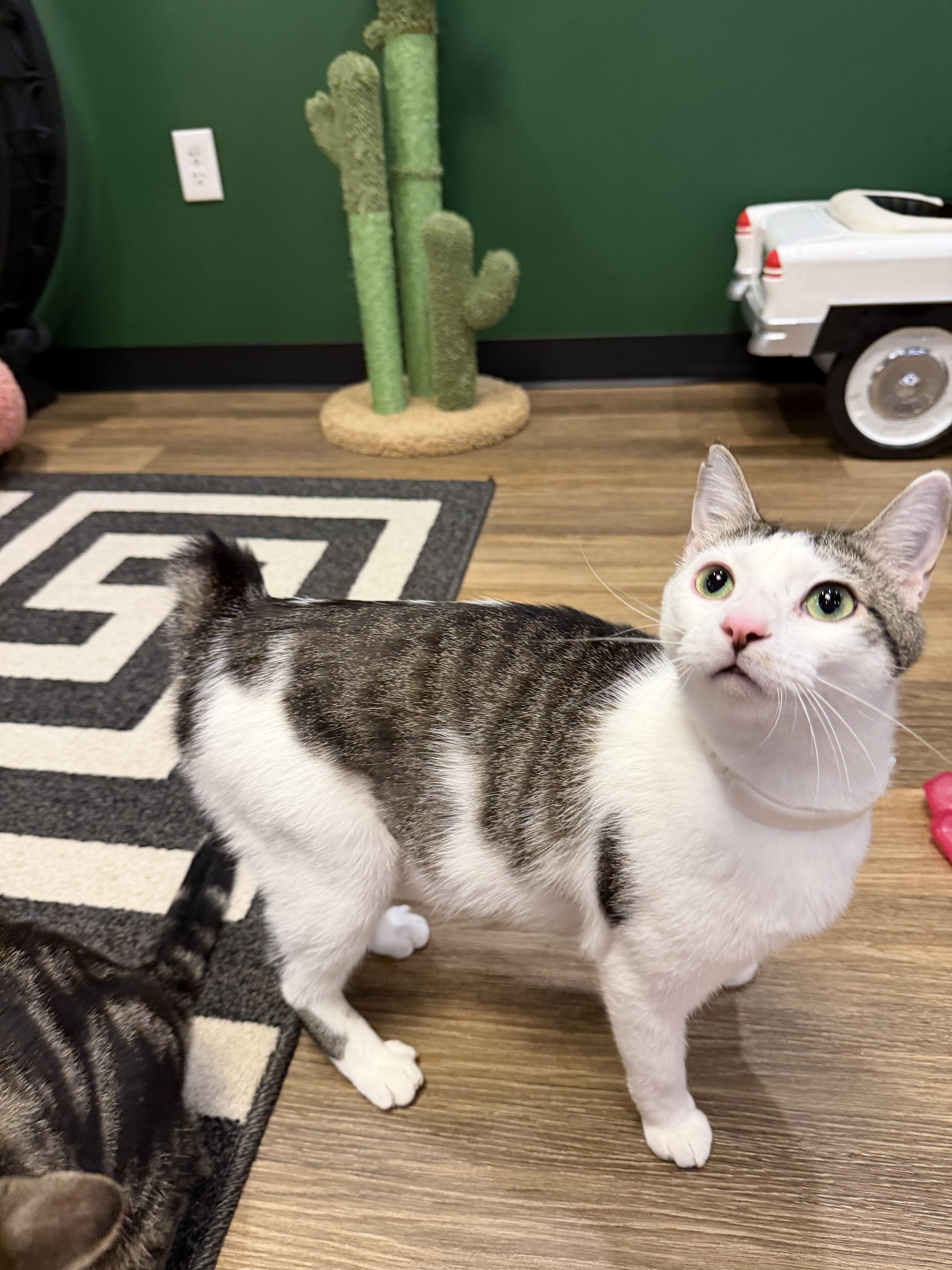 Enlarge Bobby, a ADOPTABLE mixed breed in Murfreesboro, TN image 3/5